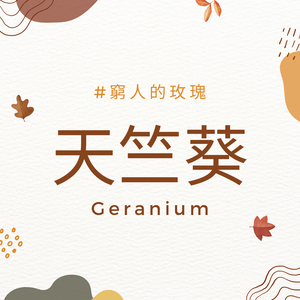 天竺葵 Geranium